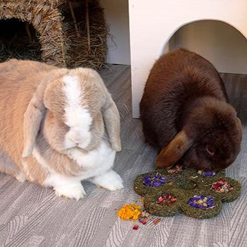 Rosewood Naturals Flower 'n' Forage Blossom Treat for Rabbits